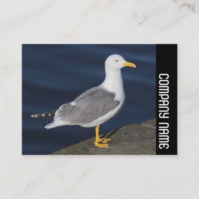 Carte De Visite Bande latérale - Goéland à pattes jaunes (Devant)