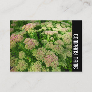 Carte De Visite Bande latérale - Sedum "Joie d'Automne"