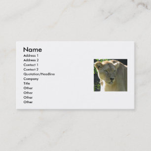 Carte De Visite Belle lionne