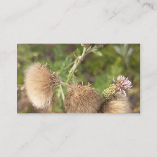 Carte de visite botanique chardon sauvage rustique