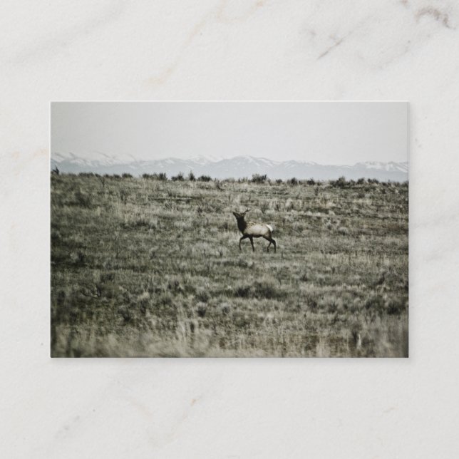 Carte De Visite Bull Elk P2800 Mini impression (Devant)