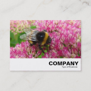 Carte De Visite Bumble Bee sur Sedum