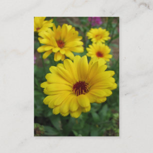 Carte De Visite Calendulas ATC
