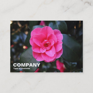 Carte De Visite Camellia rose