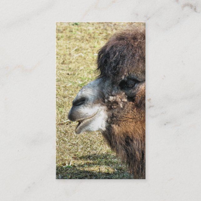 CARTE DE VISITE CAMELS (Devant)