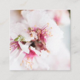 Carte De Visite Carré Almond tree flowers covered by snow