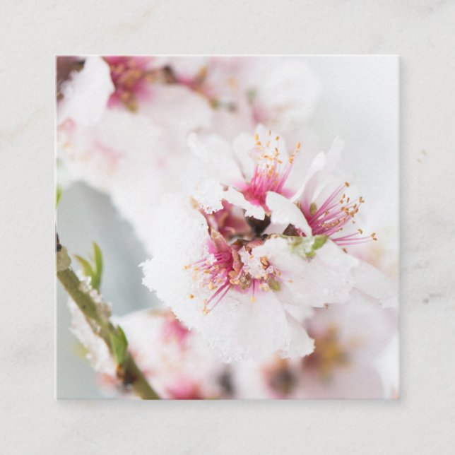 Carte De Visite Carré Almond tree flowers covered by snow (Devant)