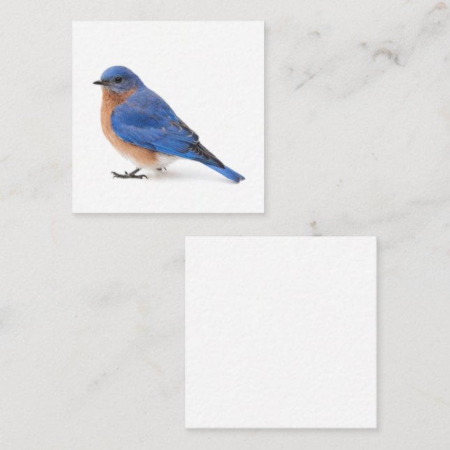 Carte De Visite Carré Bluebird (Devant / Derrière)