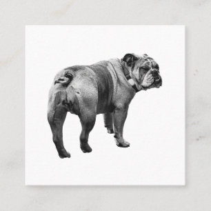 Carte De Visite Carré Bouledogue Calme, Emblème Soft