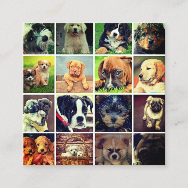 Carte De Visite Carré Chien Face Collage Chien Walker Trainer Et Sitter (Devant)