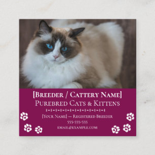 Carte De Visite Carré Élevage de chats Ragdoll Éleveur de chats personna