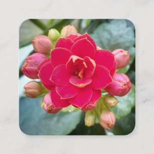 Carte De Visite Carré Fleur Rouge Kalanchoe