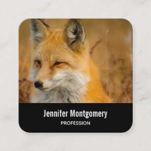 Carte De Visite Carré Jote Red Fox Wilderness Nature Photographie Carré