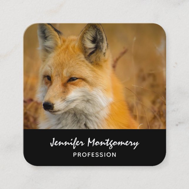 Carte De Visite Carré Jote Red Fox Wilderness Nature Photographie Carré (Devant)