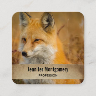 Carte De Visite Carré Jote Red Fox Wilderness Nature Photographie Carré