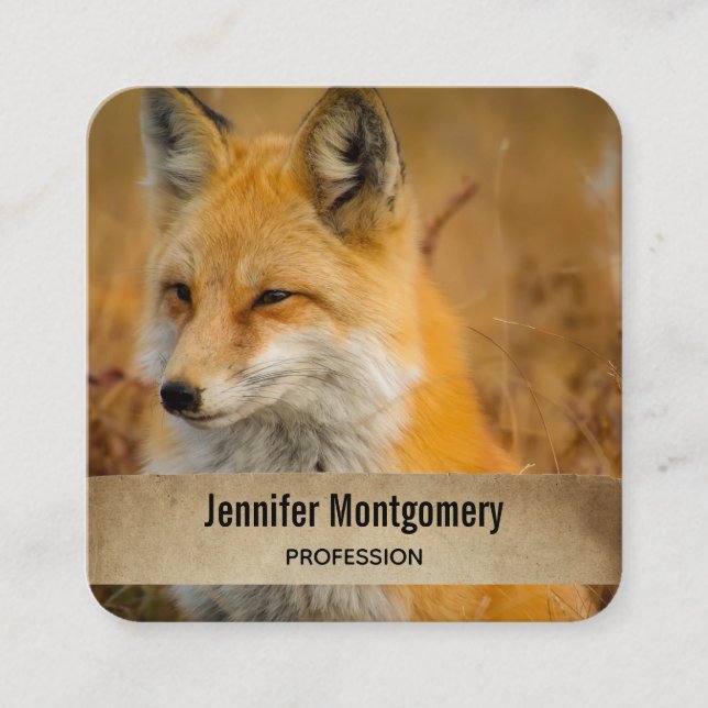 Carte De Visite Carré Jote Red Fox Wilderness Nature Photographie Carré (Devant)