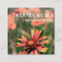 Pink Daisy Photo Landscaper Garden Fleur sauvage