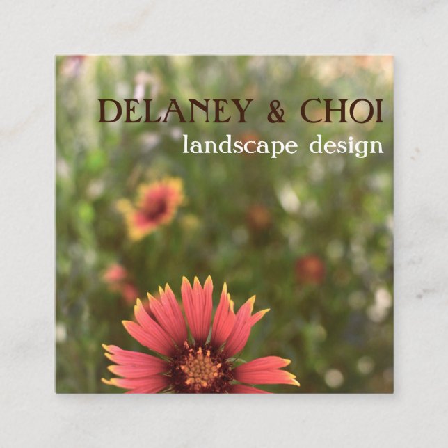 Carte De Visite Carré Pink Daisy Photo Landscaper Garden Fleur sauvage (Devant)