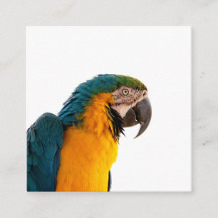 Carte De Visite Carré Post-it Notes perroquet