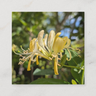 Carte De Visite Carré Yellow Macro Honeysuckle