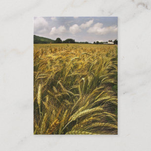 Carte De Visite Champ d'ATC de grain