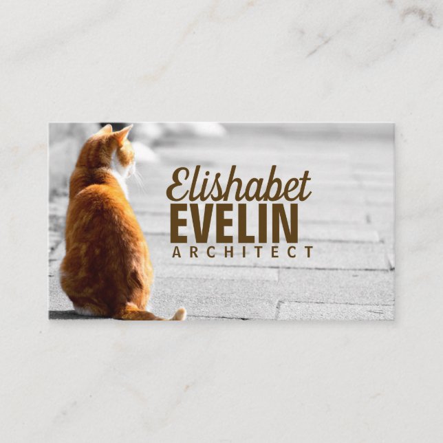 Carte De Visite Chat Assis Dans La Rue (Devant)