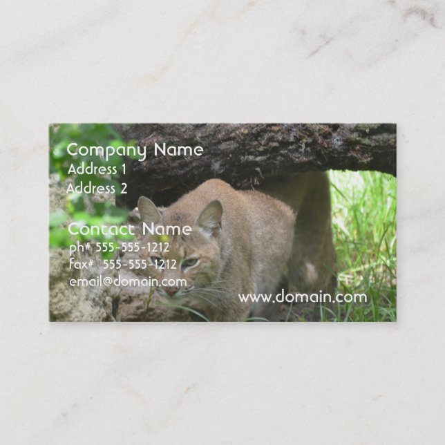 Carte De Visite Chat sauvage mignon (Devant)