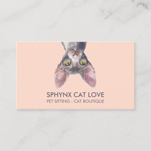 Carte De Visite Chat Sphynx Rose Orange (Devant)