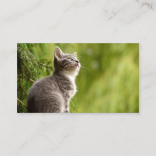 Carte De Visite Chaton curieux