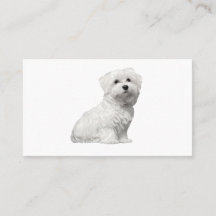 Chien maltais mignon assis chiot