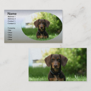 Carte De Visite Chiot Brown Dachshund