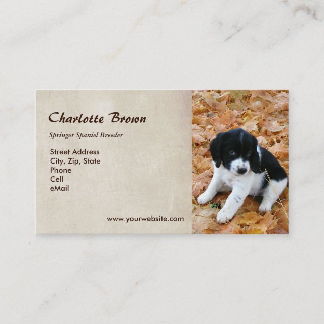 Carte De Visite Chiot de springer spaniel (Devant)