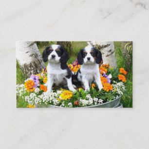 Carte De Visite Chiots d'épagneul du Roi Charles