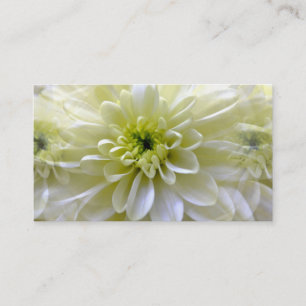 CARTE DE VISITE CHRYSANTHEMUM