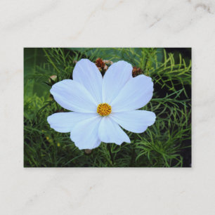 Carte De Visite Cosmos blancs
