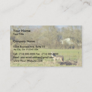 Carte De Visite Coyote