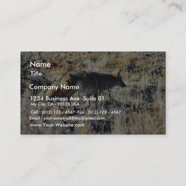 Carte De Visite Coyotes de Fox Anilmal sauvage dans le domaine (Devant)