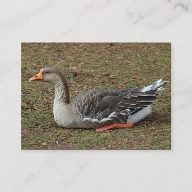 Carte De Visite Croix du cygne gris (Devant)