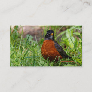Carte De Visite Curieux oiseau-chanteur américain Robin dans l'her