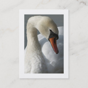 Carte De Visite Cygne (Bordé)