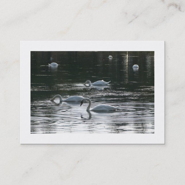 Carte De Visite Cygnes (ordonnés) (Devant)