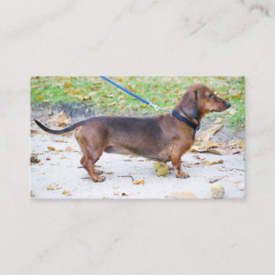 Carte De Visite dachshund sanglier plein