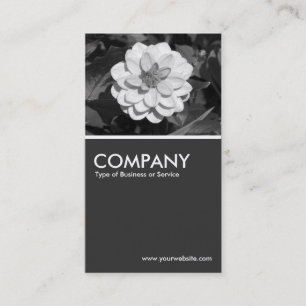 Carte De Visite Dahlia 'David Howard' - 80pc Grey
