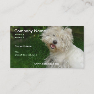 Carte de visite de Bichon Frise