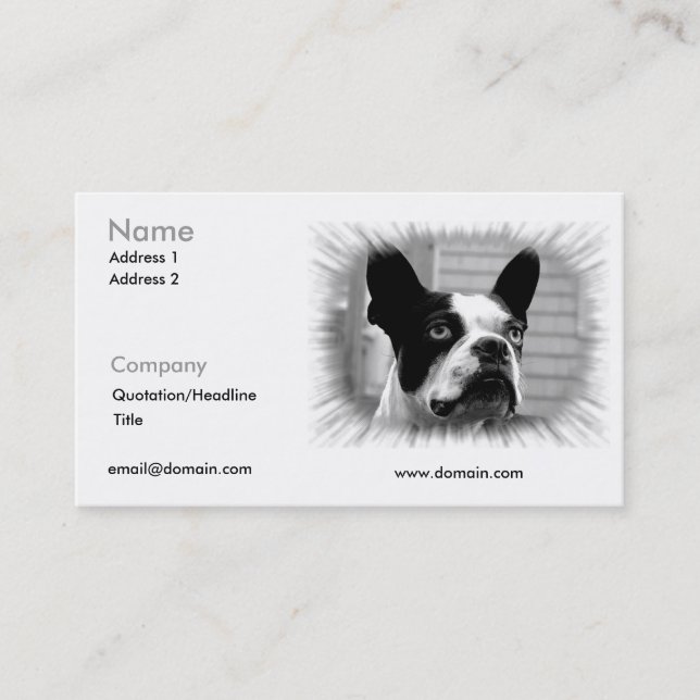 Carte de visite de Boston Terrier (Devant)
