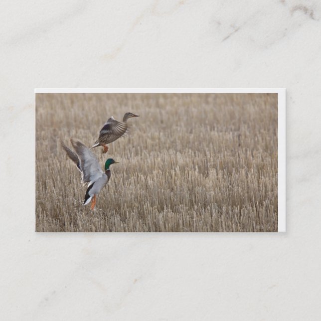 Carte de visite de canard (Devant)