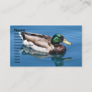 Carte de visite de canard mâle