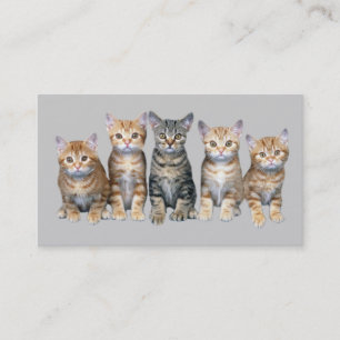 Carte de visite de chat