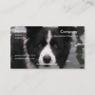 Carte de visite de chien de border collie