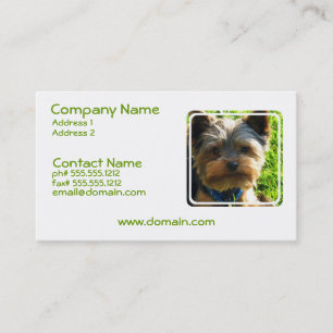 Carte de visite de chien de Yorkshire Terrier